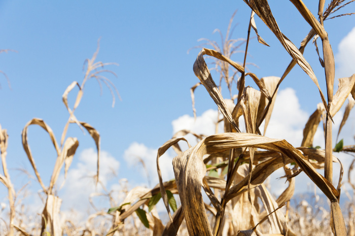 Crops in a field looking dry brown and brittle in need of water blue sky with white clouds in background